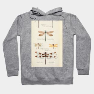 Dragonfly insect Hoodie